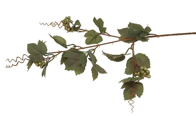 liście winogrona