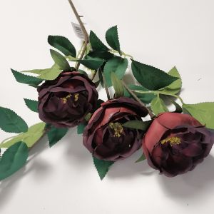 PIWONIA NA ŁODYDZE BORDOWA