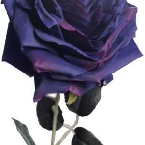 Róża ciemny fiolet wys. 47 cm