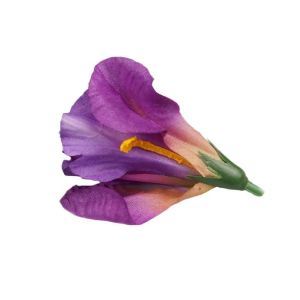 Irys – fioletowy jasny