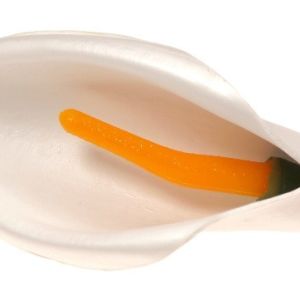 Kalla biała – kwiat wyrobowy (op.12 szt.)