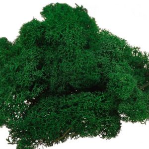 Mech chrobotek 0,5 kg – ciemna zieleń