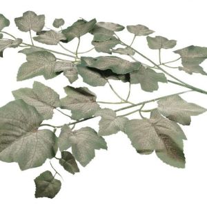 Ciemne liście winogrona – omszałe op.12 sz