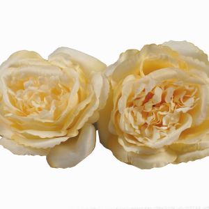 Róża angielska janożółta  12 szt. w paczce