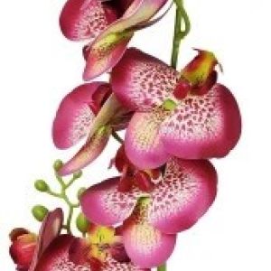 Storczyk/Orchidea amarantowy nakrapiany 85cm