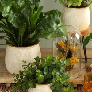 Osłonka do kwiatów beżowo-złota średnia