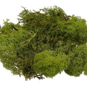 Mech chrobotek 0,5 kg  – jasna zieleń