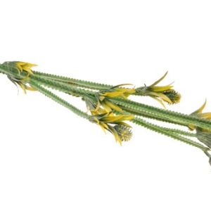 Sztuczny oset 70 cm op. 6 szt.