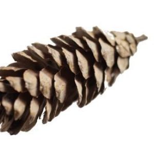 Szyszka dekoracyjna-mała /op.10 szt