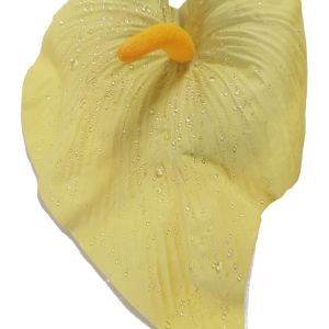 Kwiat wyrobowy – kalla cytrynowa