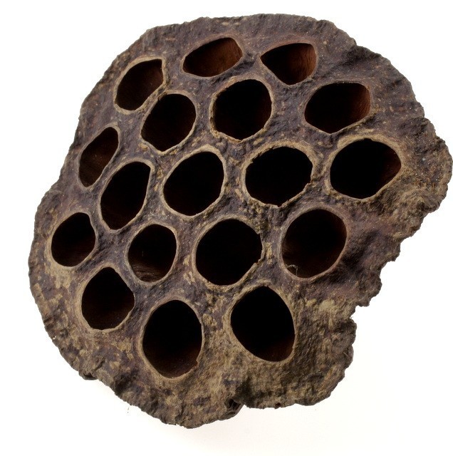 Lotos średni - 12 szt./op.