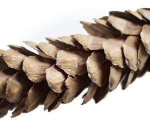 Szyszka dekoracyjna-duża