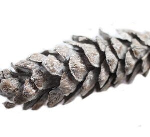 Szyszka dekoracyjna-biała