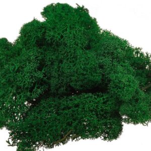 Mech chrobotek 0,5 kg - ciemna zieleń