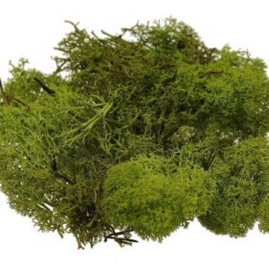 Mech chrobotek 0,5 kg - ciemna zieleń