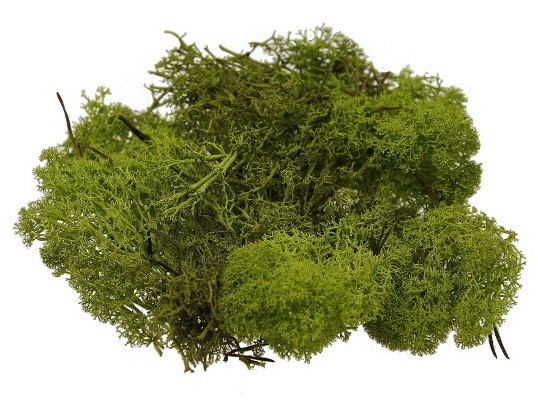 Mech chrobotek 0,5 kg - ciemna zieleń