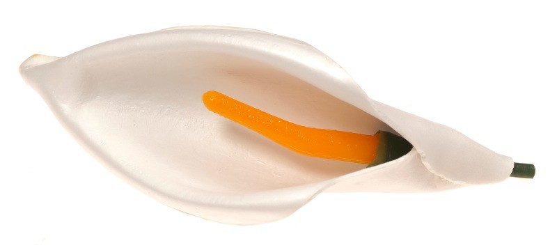 Kalla biała - kwiat wyrobowy (op.12 szt.)