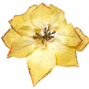 Gwiazda betlejemska - seledynowa op./ 24 szt.