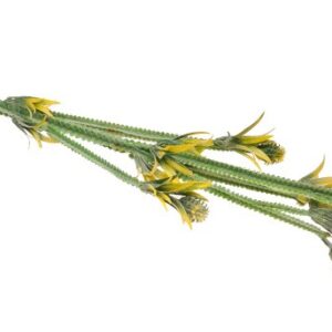 Sztuczny oset 70 cm op. 6 szt.