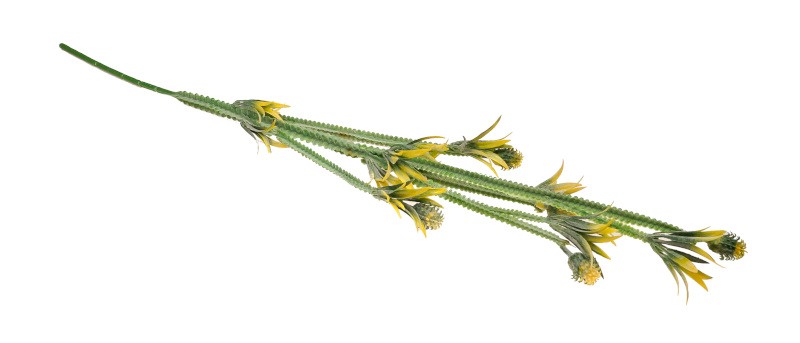 Sztuczny oset 70 cm op. 6 szt.