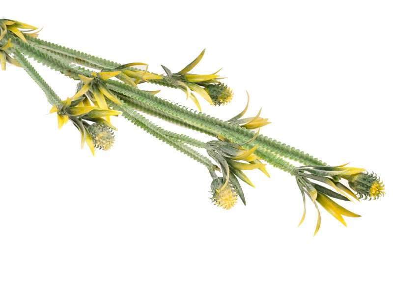 Sztuczny oset 70 cm op. 6 szt.