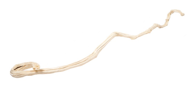 Wybielony kij banana