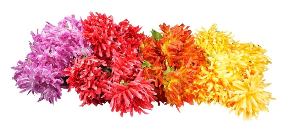 Fioletowa chryzantema - bukiet