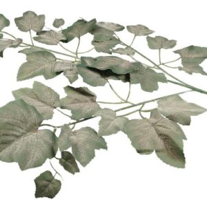 Ciemne liście winogrona - omszałe op.12 sz