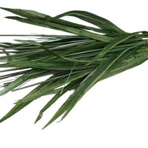 Irys - łodyga /op.12szt