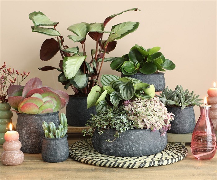 Osłonka misa, kolor antracyt