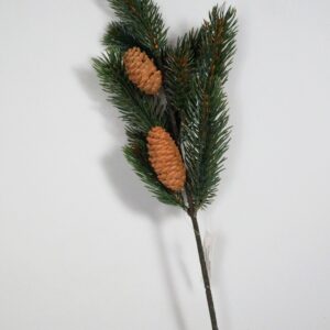 gałązka z szyszkami