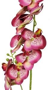 Storczyk/Orchidea amarantowy nakrapiany 85cm
