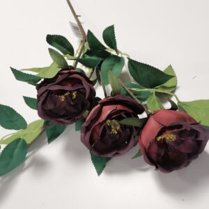 PIWONIA NA ŁODYDZE BORDOWA